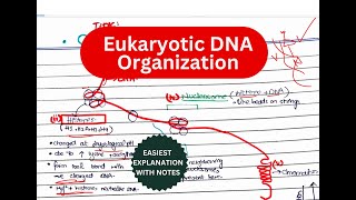 Chromosome structure  Chromatin organization  levels of organization in chromosomes [upl. by Ulrich261]