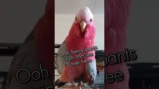 Older meme i made LMAO context in comments birds galahcockatoo greencheekedconure [upl. by Aldredge32]