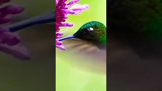 Hummingbird [upl. by Edy]