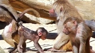 Baboons Pavian Aggressive Behavior Affen Verhalten [upl. by Harwilll882]