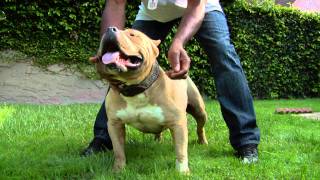 AMERICAN BULLY  REMYLINES REMBRANDT [upl. by Seraphim]