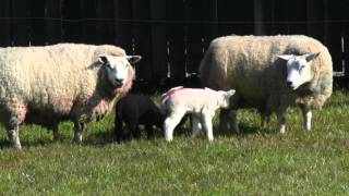 Baby Lambs Playing [upl. by Chane]