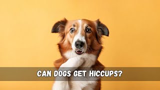 Can Dogs Get Hiccups  🐕🎈 [upl. by Stovall]