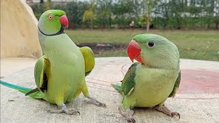 Cute Talking Parrots Happy Sounds  Natural Parrot Voices [upl. by Ahsela]