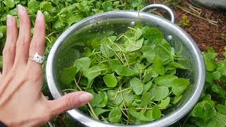 Postelein Portulak wächst wild bei Mami 😲🍀 Neben Feldsalat ist das unser Lieblings Salat 😋 [upl. by Mella]