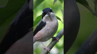 White browed shrike Babbler male and female [upl. by Dalton]