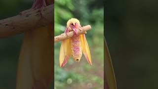 Winner of the most adorable moth awards Rosy Maple Moth [upl. by Talbot]