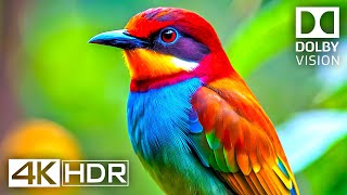 4K Video ULTRA HD 120 FPS  Best of 4K HDR Dolby Vision [upl. by Alecram]