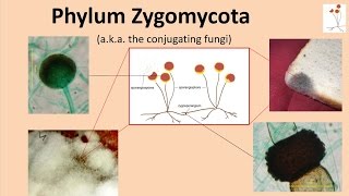 Zygomycota [upl. by Rina]