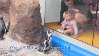 Now Open  Penguin Beach Encounter at the Oceanarium Bournemouth [upl. by Aicenod]