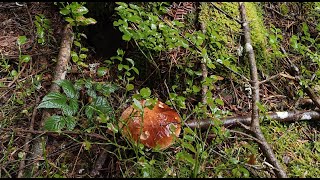 Petite poussée de champignons en ce début du mois de septembre [upl. by Suidaht]