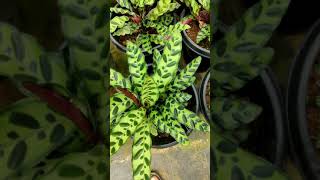 calathea beautiful indoor plantmarantha plantprayer plant [upl. by Iccir159]