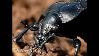 Lederlaufkäfer Carabus coriaceus auf der Hand [upl. by Towers]