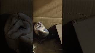 American barn owl amazing newvideo youtubeshorts owl [upl. by Downes]