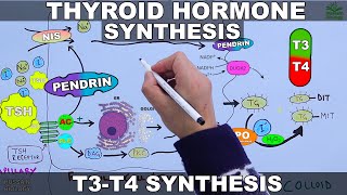 Thyroid Hormone Synthesis  T3  T4 [upl. by Thanasi868]