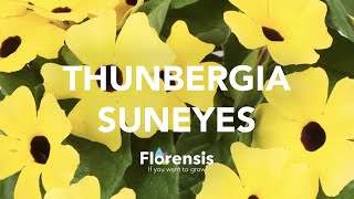 Florensis  Thunbergia SunEyes [upl. by Lamoree]