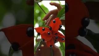 Stercullia foetida fruit harvesting wildfruit image shorts shots shortvideo [upl. by Evers]