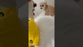 Scaring Dog with Mask subscribe shortsvideo shortvideo shorts trending cutedog dog funny [upl. by Pizor880]