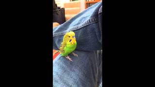 Kiwi the parakeet repeats after me [upl. by Enedan]