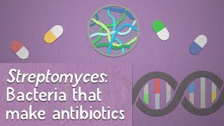 Streptomyces Bacteria that make antibiotics [upl. by Anatnom468]