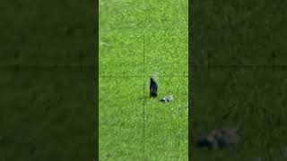 Incredible 90m Air Rifle Shot on Indian Myna  Precision Pest Control [upl. by Aettam]