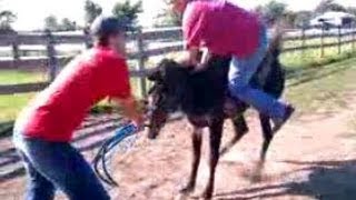 Bucked off horse Attempt to ride break muledonkey [upl. by Allekim]