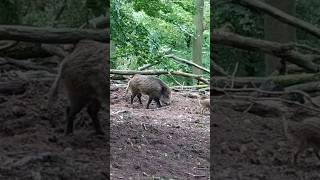 Lovely wildboar with a little piglet 🐗Tolles Wildschwein mit einem Frischling wildboar wildschwein [upl. by Julietta337]