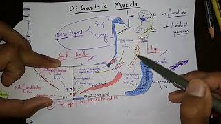 Digastric muscles some important point [upl. by Coltun]