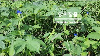 30초 식물도감닭의장풀 Commelina communis [upl. by Herson]