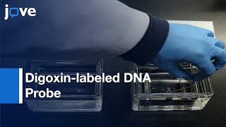 Digoxinlabeled DNA Probe for Targeting rRNA in Bateria Detection  Protocol Preview [upl. by France]