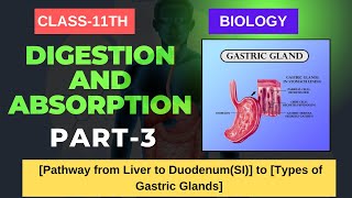 DIGESTION amp ABSORPTION CLASS11 BIOLOGY Pathway from Liver to DuodenumSI Types of Gastric Glands [upl. by Ynavoeg607]