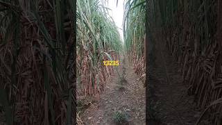 Sugarcane variety 13235 [upl. by Gelasias]