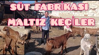 En Karlı Maltız Keçi Yetiştiriciliği Maltız Keçi ÖzellikleriDamızlık Keçi Fiyatları GördesMANİSA [upl. by Verdha970]