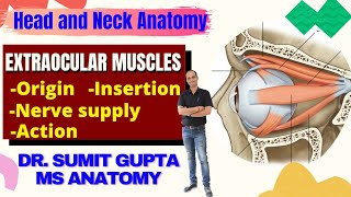 Extraocular muscles and movements  Muscles of eye  attachment [upl. by Ahael]