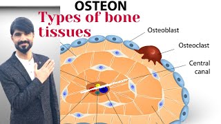 types of bone tissue  osteon  compact bone  spongy bone waheedandkamranlectures1774 [upl. by Aligna]