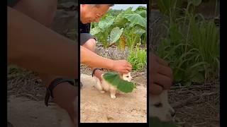 Thats how one should keep and treattheir pets ❤️dog puppy petanimals cute shorts [upl. by Yadrahs]