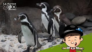 Conociendo a los pingüinos de Humboldt [upl. by Nalat]