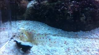 Extremely rare white cap goby and shrimp Lotilia graciliosa [upl. by Kayla570]