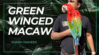 Green Winged Macaw only Shaikhtanveer  macaw shaikhtanveer [upl. by Cr579]