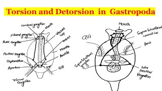 Torsion and Detorsion in Gastropoda [upl. by Rosario201]