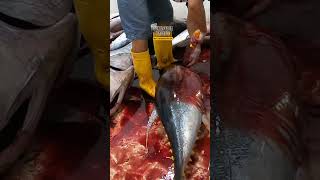 bluefin tuna fish cutting [upl. by Otina462]