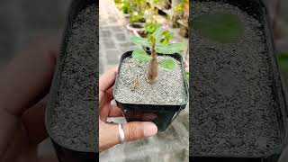 how to care Adenium plant shortsshortyoutubeshortsshortvideo ytshorts yt ytshort [upl. by Esertak852]