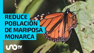 ¿Por qué cayó un 59 la ocupación de mariposas monarca en México [upl. by Noinatrad]