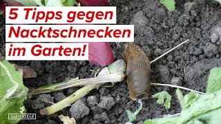 5 Tipps gegen Nacktschnecken im Garten Schnecken bekämpfen und von Salat und Pflanzen fernhalten [upl. by Ylen]