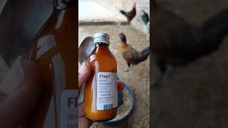 Metronidazole for Chickens and other Poultry Birds  Flagyl for Chickens  Very Well Medicine [upl. by Nnav480]