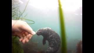 Petting Friendly Harbor Seals  La Jolla Cove California [upl. by Heng]