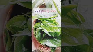 ପସାରୁଣୀ ପତ୍ର ବରା  Pasaruni Patra BaraPaederia foetida shorts ayurveda lostrecipe odiafood [upl. by Anived]