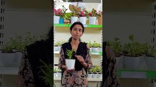 Offer 😍 130 Only 😍 Chamaedorea Elegans Plant  Pot indoorsplants gardening newvideo shorts [upl. by Younger]