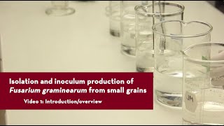 Isolation and inoculum production of Fusarium graminearum from small grains [upl. by Alano821]