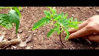 asam Jawa tamarindus indica bahan bonsai pindah ke pot berkebun tanamanhias bonsai [upl. by Dlorag]